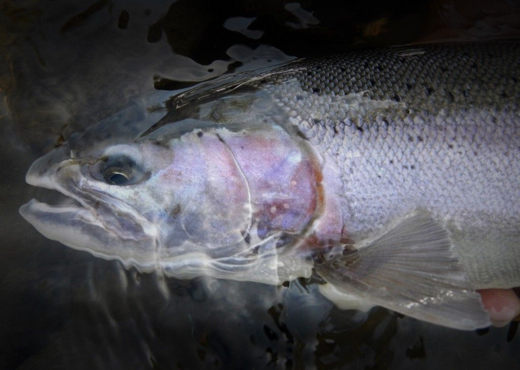 Steelhead on wake fly - caddisfly