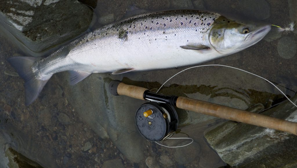 Salmon on Bomber Dry fly