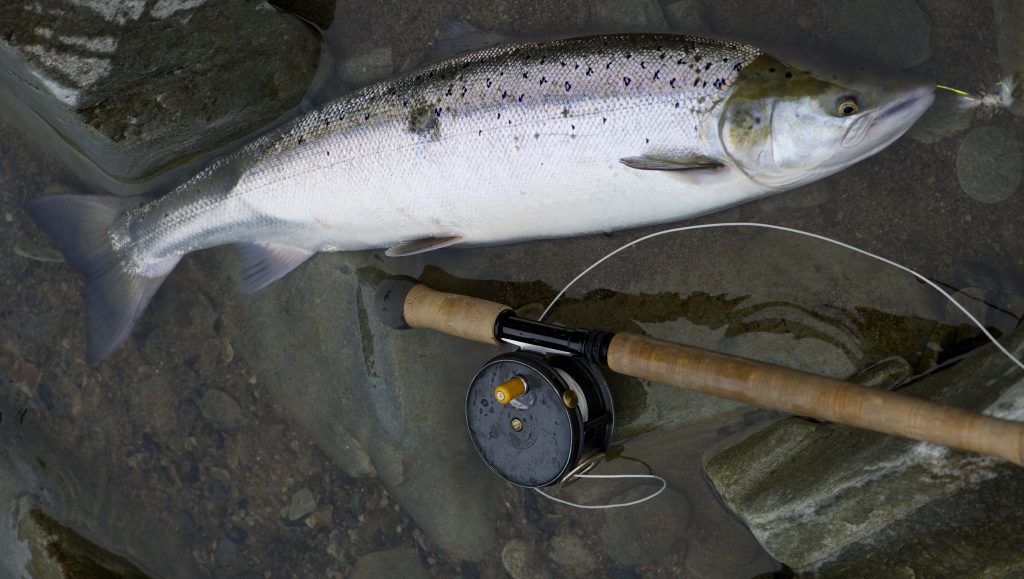 My dry fly dapping summer salmon, grilse and sea trout rod.