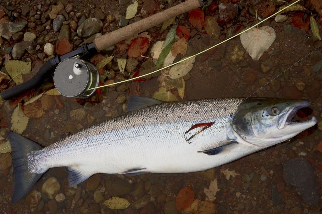 Salmon fly Garry dog tied on waddington shank