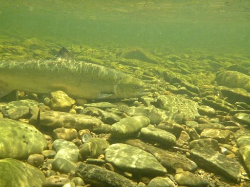 Ian Martin salmon from the Gaspe river