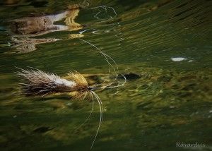 Monster Tube Caddis tørrflue for laks