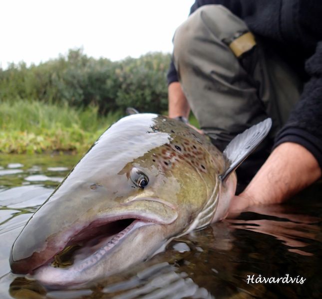 Salmon caught on dry fly Håvard Vistnes