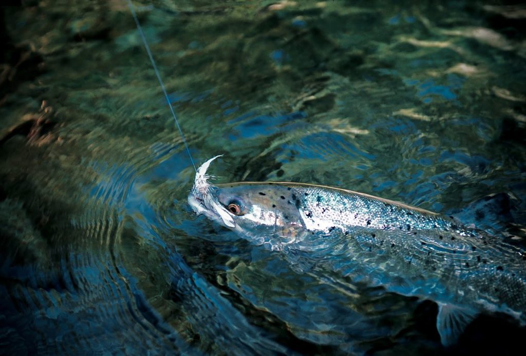 Summer salmon on tube dry fly