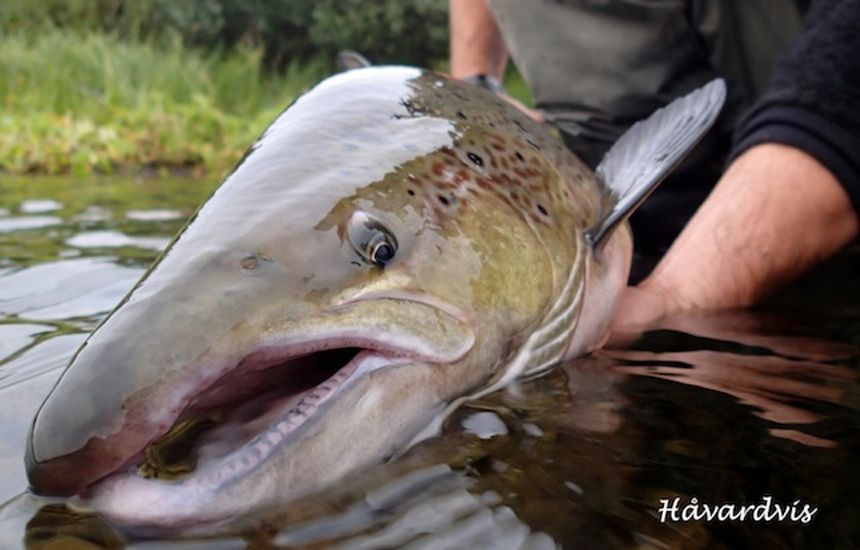 Dry fly fishing for salmon in Kongsfjord elv