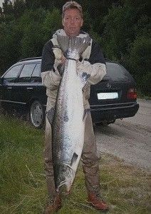 Hotho westergaard giant Atlantic salmon 