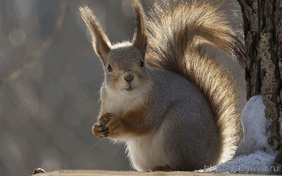 Eurasian red squirrel