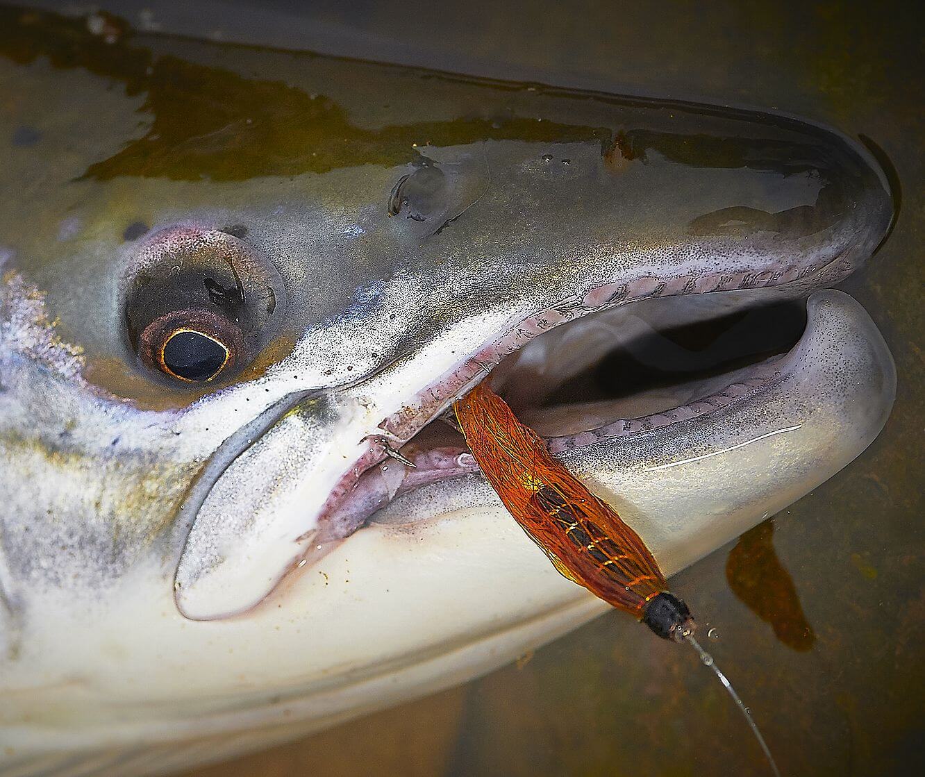 salmon tube fly