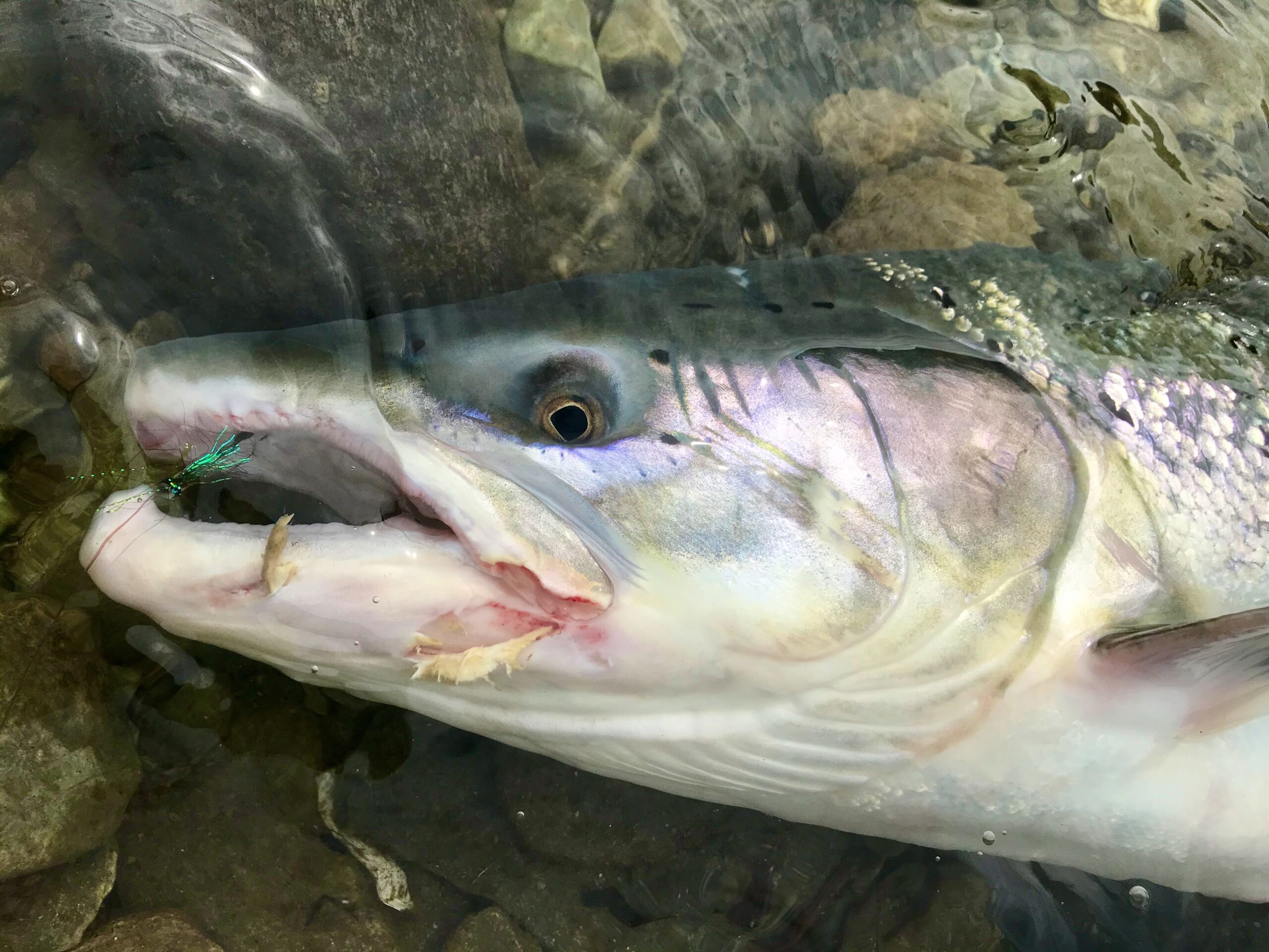 Atlantic salmon on riffling hitch fly