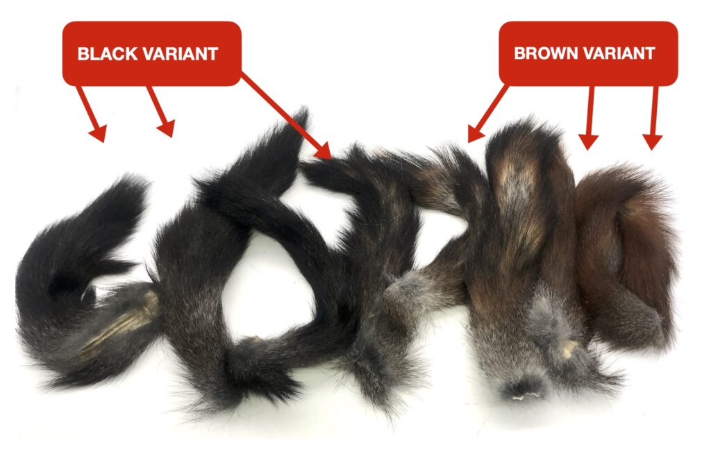 natural black squirrel tail