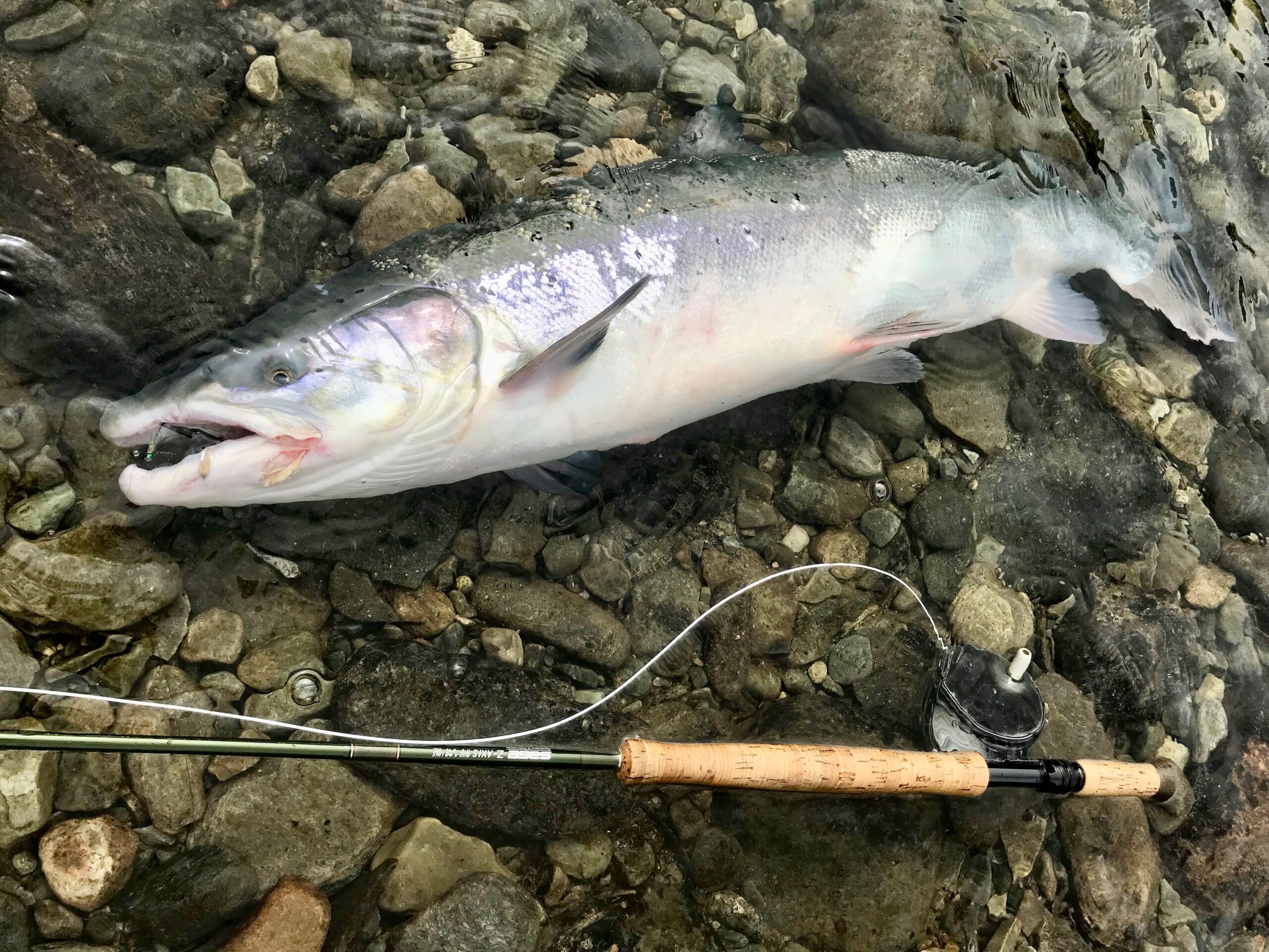 Salmon on riffling hitch