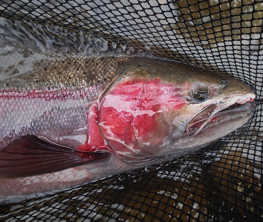 Steelhead on wake fly