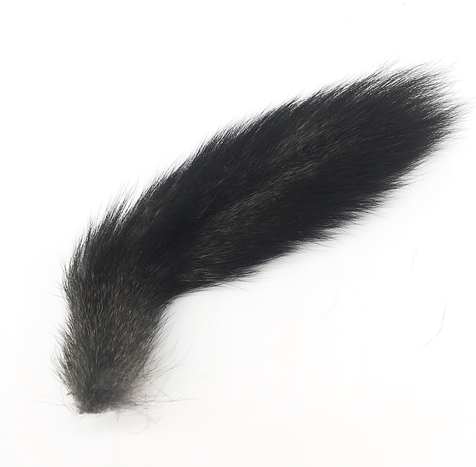 Natural black squirrel