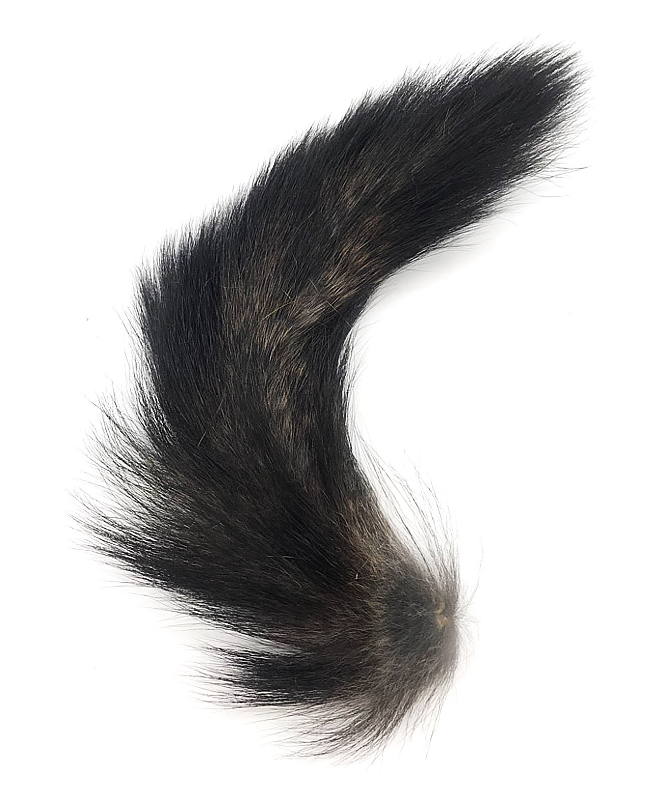 Natural black squirrel