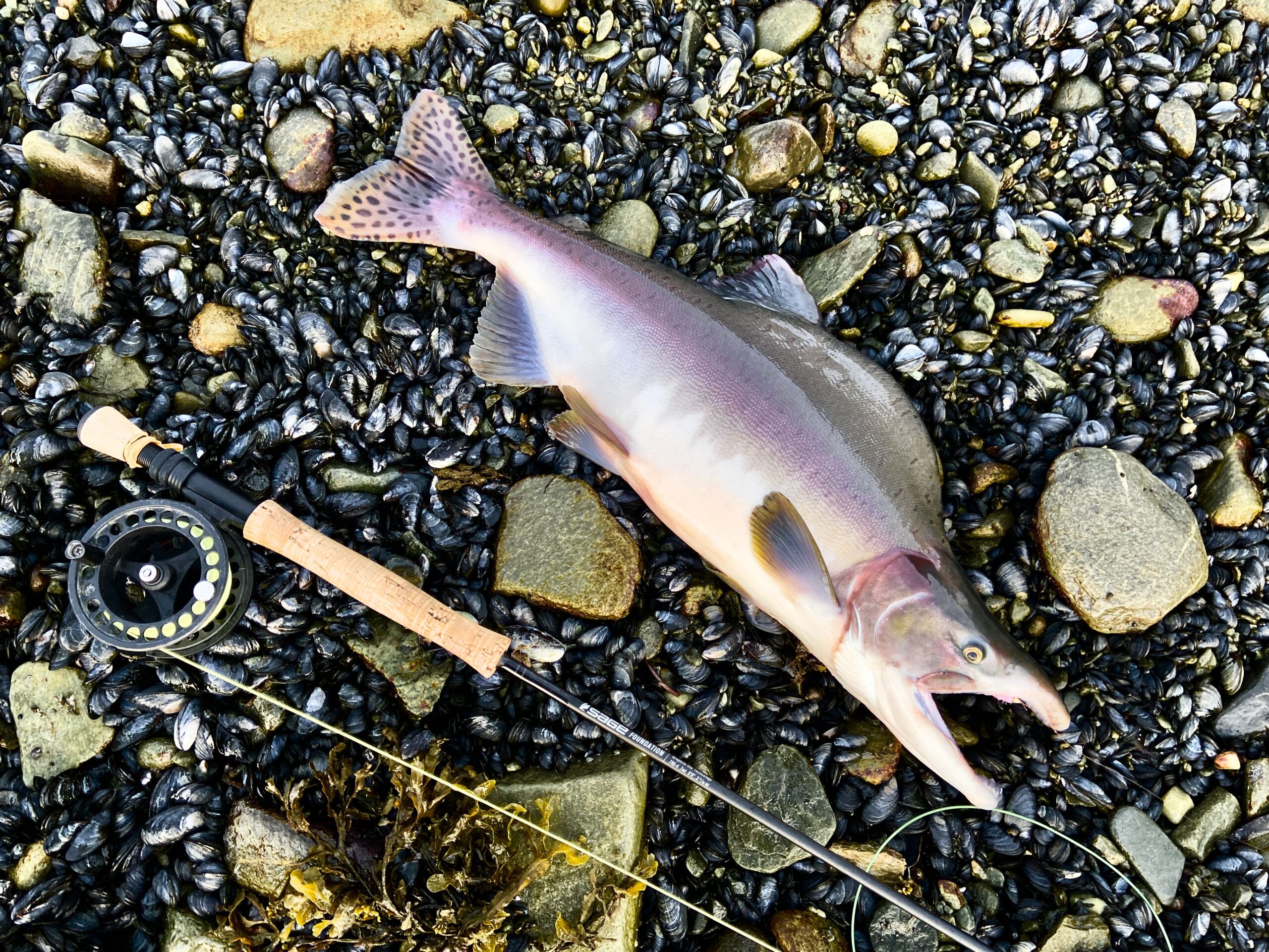 pacific salmon on dry fly