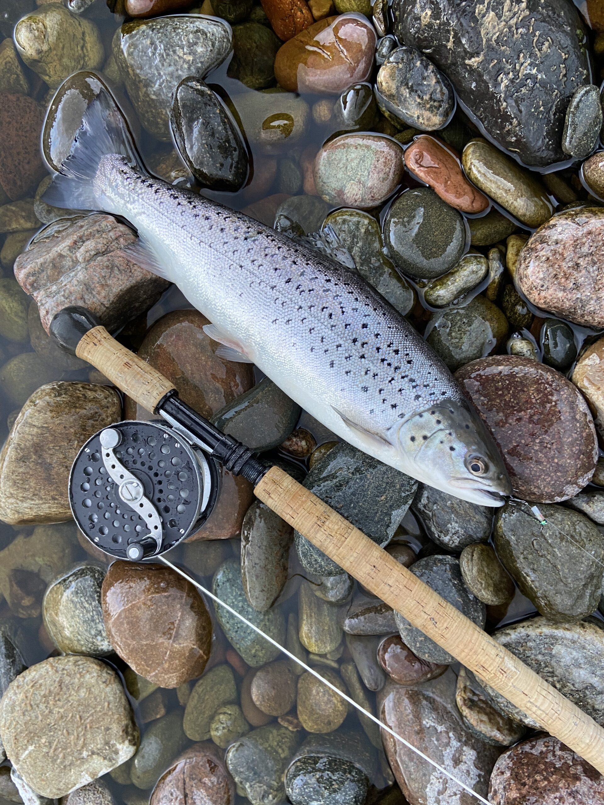 Day time sea trout