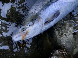 Salmon on snaelda Fishmadman