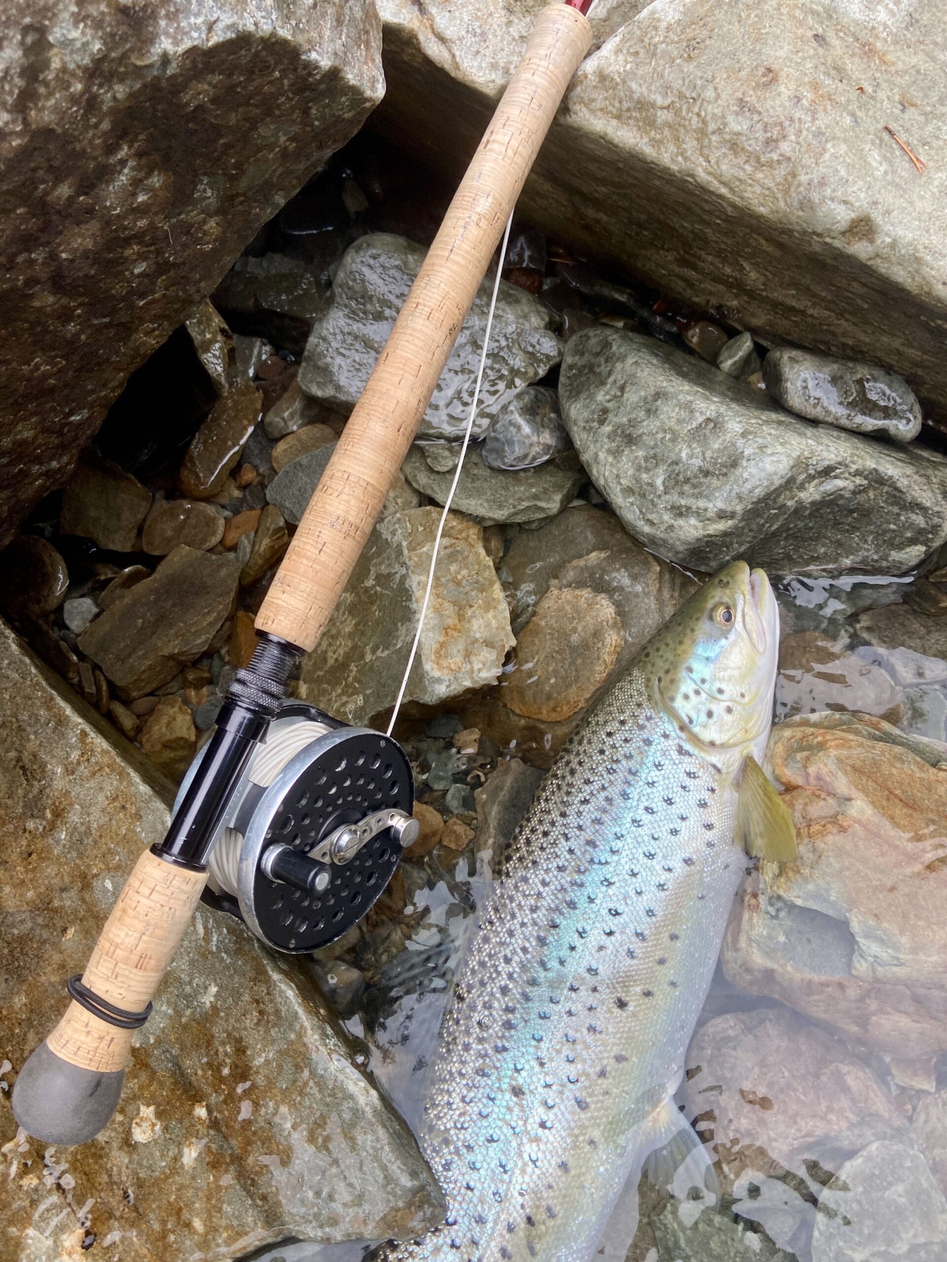 Sea trout during day time