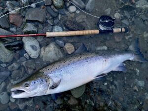Salmon on riffling hitch